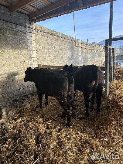 Телки Ангус