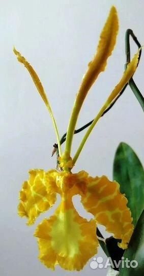 Психопсис калихи альба