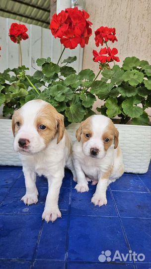 Собаки щенки