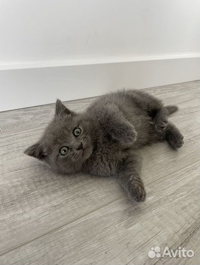 Котята 1.5 месяца, остался только мальчик