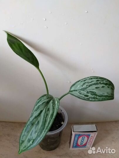 Комнатные цветочки