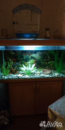 Аквариум