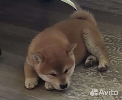 Щенки сиба ину