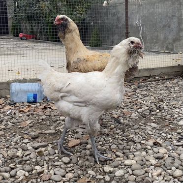 Инкубационное яйцо