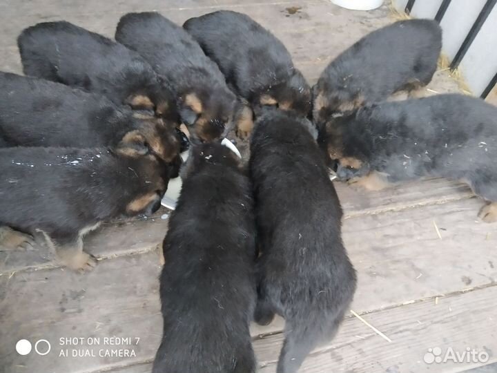 Щенки немецкой овчарки