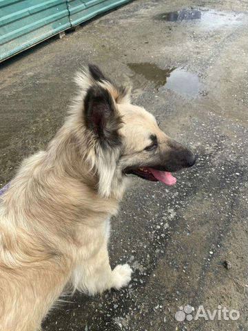 Породистая собака умирает в приюте