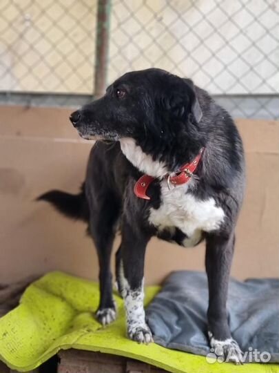 Собака из приюта хочет домой