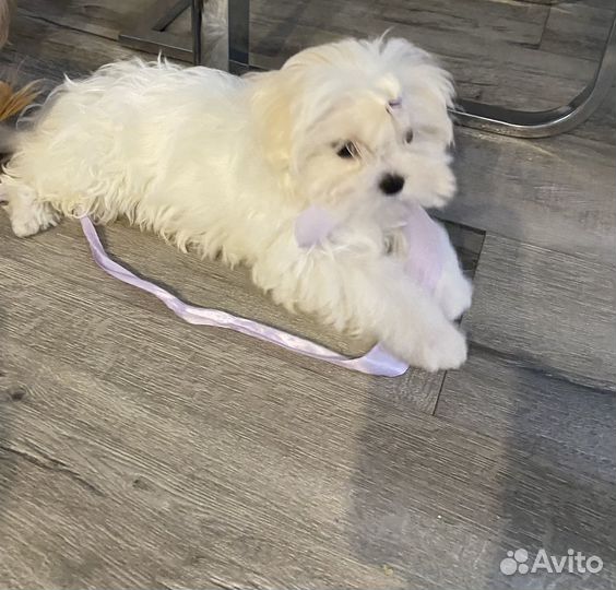 Мальтезе РКФ