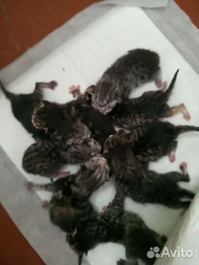 Котята в добрые руки