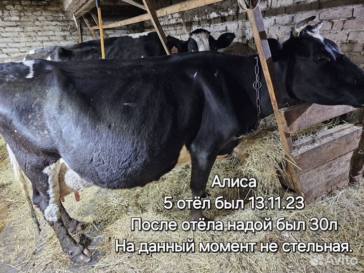 Коровы высокоудойные