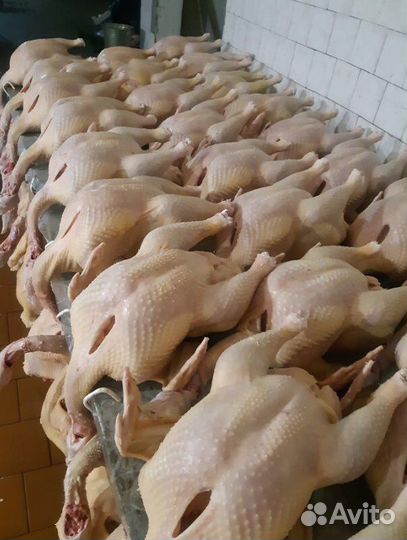 Мясо индейки