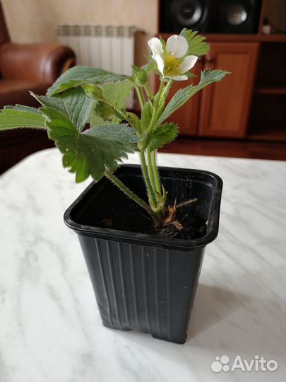 Саженцы клубники