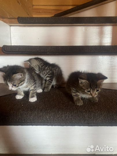 Котята в добрые руки девочки
