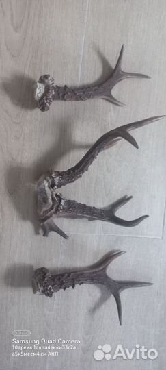 Рога косули