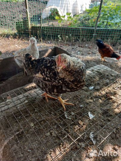 Куры несушки