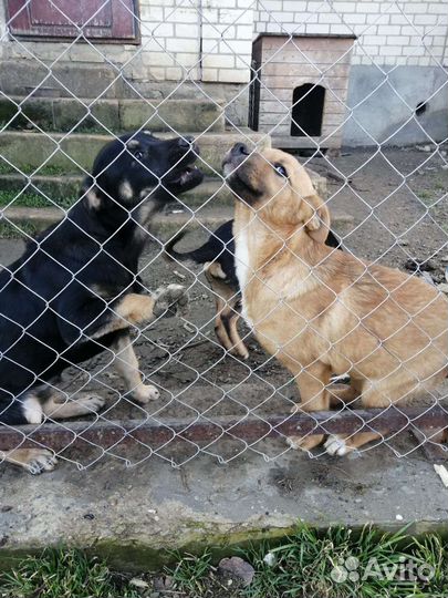 Отдам бесплатно щенки