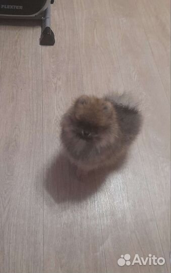 Померанский шпиц