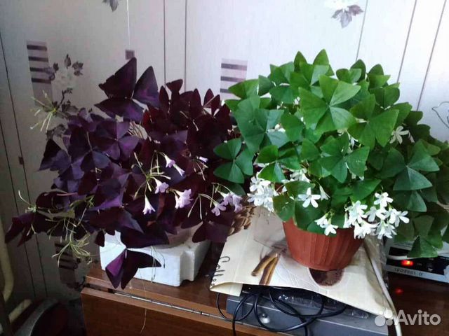 Кислица оксалис