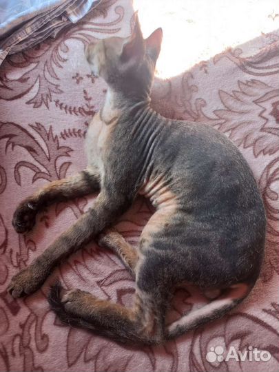 Вязка донской сфинкс