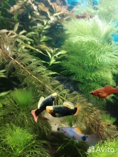 Пецилия, Меченосец, Хелены