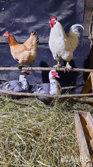 Куры петухи