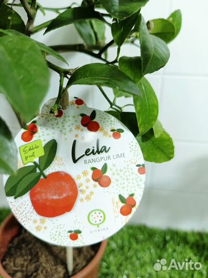 Цитрус Лайм Рангпур