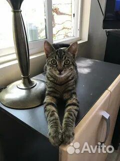 Передержка животных на время отпуска