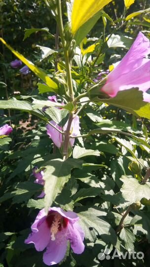 Гибискус древовидный розовый