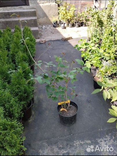 Калина бульденеж
