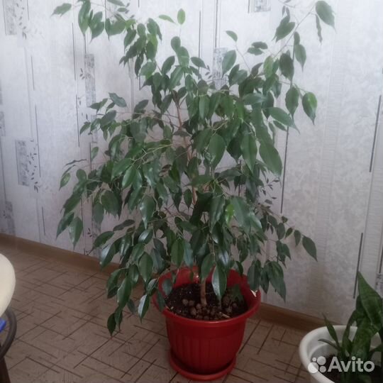 Фикус бенджамина