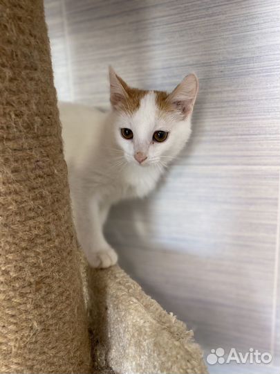 Милый котик