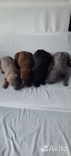 Тайский риджбек вязка