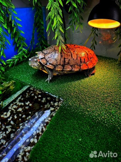 Черепашки красноухие бесплатно
