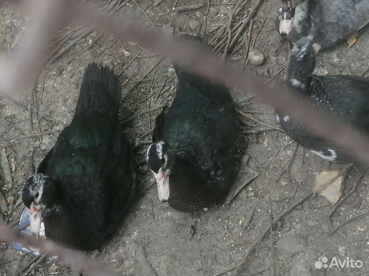 Мускусные утки индоутки индоутята