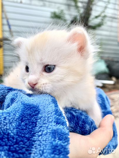 Котята
