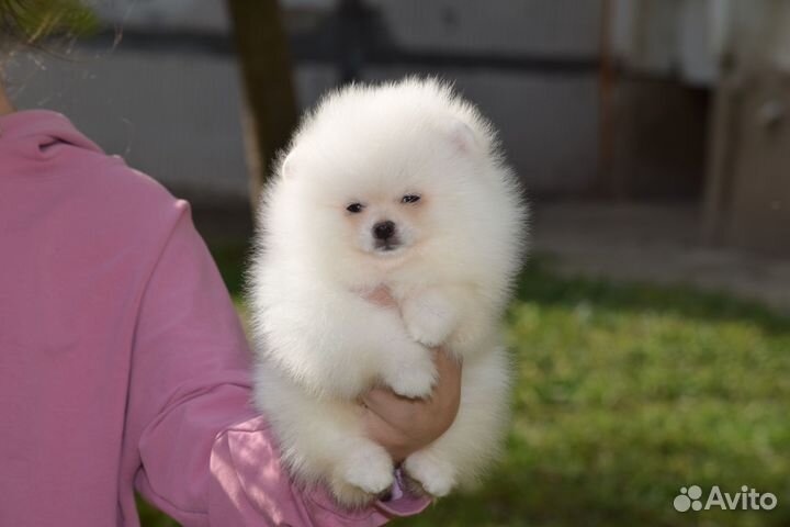 Щенки померанского шпица