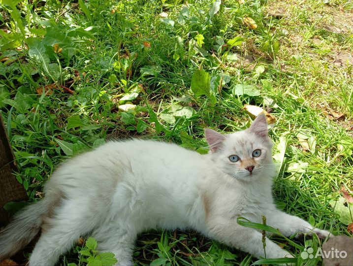 Котёнок девочка Беляночка