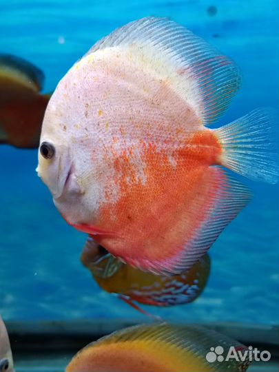 Подростки дискусов