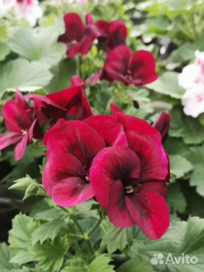 Пеларгония королевская