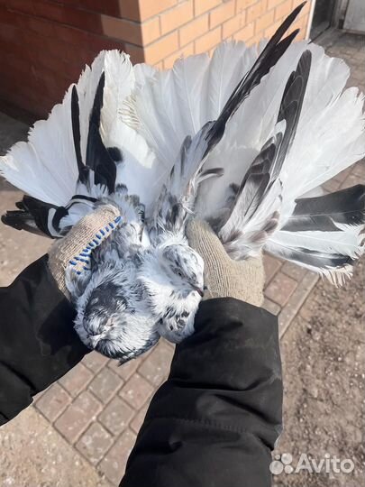 Голуби Николаевские