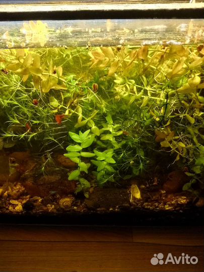 Аквариумные растения, рыбки гуппи и пецилии
