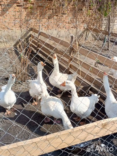 Гуси холмогоры