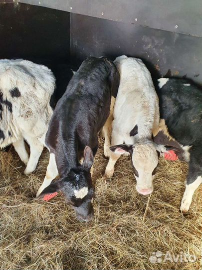 Телята бычки