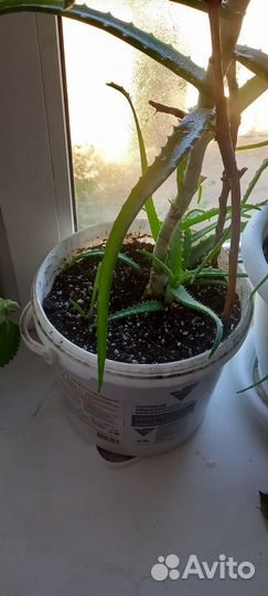 Алоэ столетник