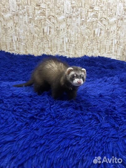 Вязка хорька девочка