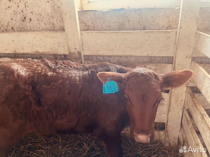 Телята шустрые бычки и телки