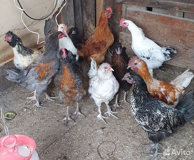 Молодые петушки