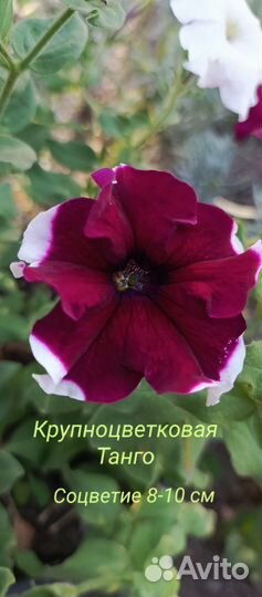 Семена Лаванды Петунии Бархатцев Календулы