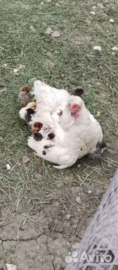 Цыплята суточные, куры несушки