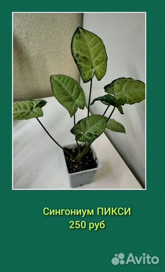 Комнатные цветы